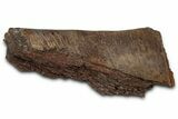 Fossil Ornithischian Dinosaur Bone Section - Montana #355126-1